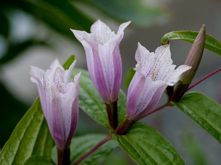 Gentiana asclepiadea f. rosea