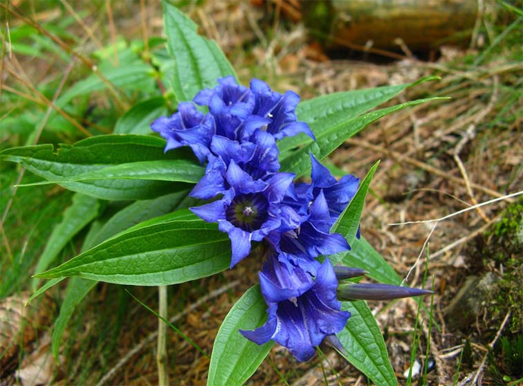 Gentiana asclepiadea