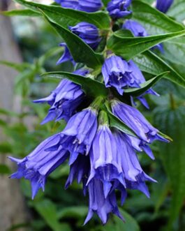 Горечавка ластовневая