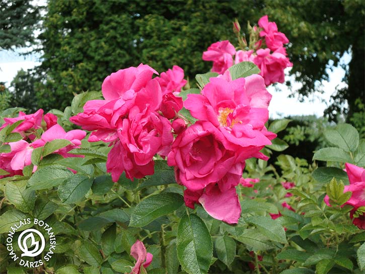 Rosa hybrid rugosa "Guna"