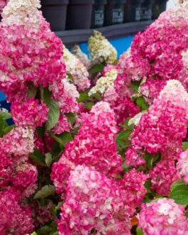 Гортензия метельчатая “Фрайз Мельба”
