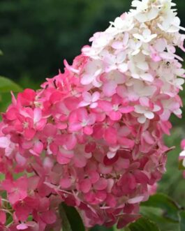 Гортензия метельчатая “Фрайз Мельба”