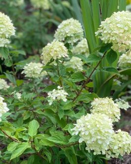 Гортензия метельчатая “Литтл Лайм”