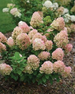 Гортензия метельчатая “Литтл Лайм”