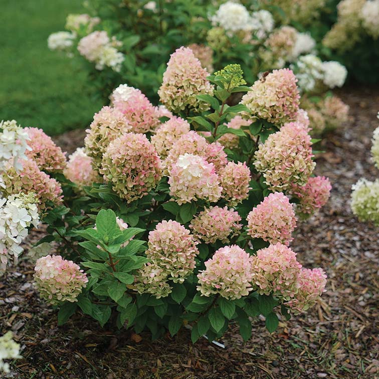 Hydrangea paniculata Little Lime