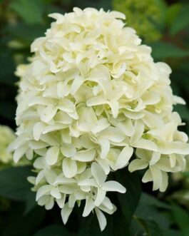 Hydrangea paniculata 'Skyfall'