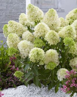 Гортензия метельчатая “Скайфол”