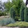 Juniperus communis f. columnaris