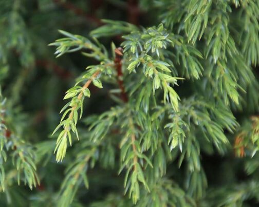 Juniperus communis f. columnaris