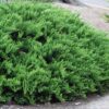 Juniperus sabina 'Тamariscifolia'