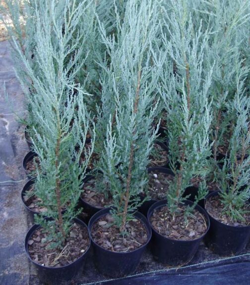Juniperus scopulorum Blue Arrow