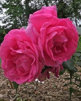 роза лидия фреймане