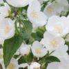 Philadelphus "Фонарики"