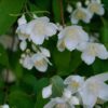 Philadelphus "Фонарики"