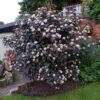 Physocarpus opulifolius 'Summer Wine'