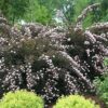 Physocarpus opulifolius 'Summer Wine'