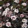 Physocarpus opulifolius 'Summer Wine'