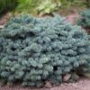 Picea pungens Waldbrunn