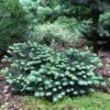 Picea pungens Waldbrunn