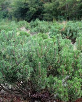 Сосна горная