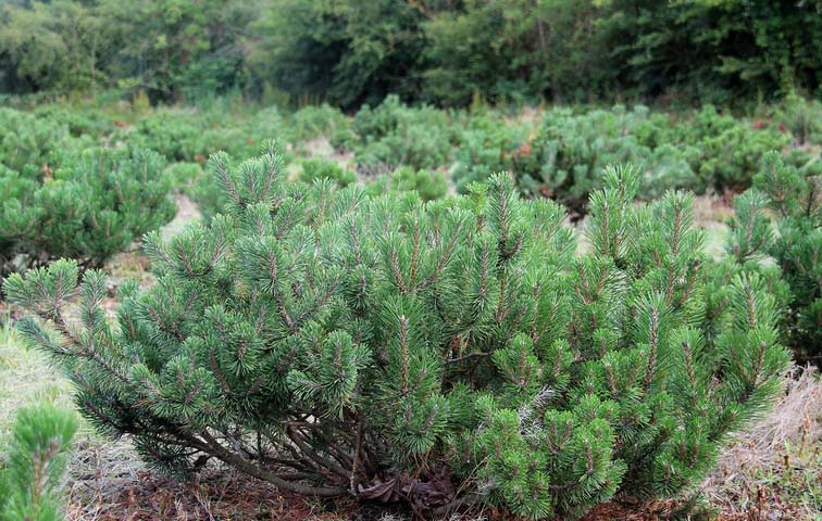 Pinus mugo