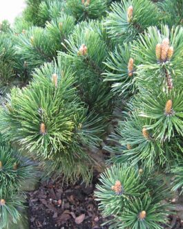 Сосна горная