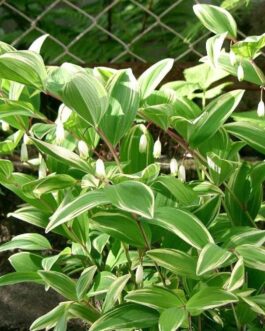 Купена душистая “Вариегатум”