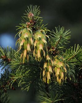 Псевдотсуга Менцизи