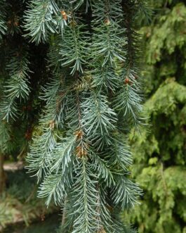 Псевдотсуга Менцизи