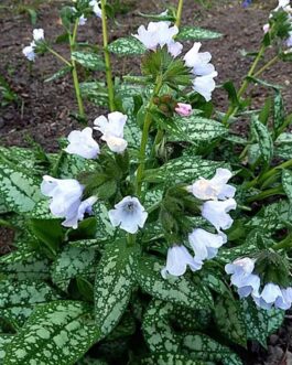 Медуница гибридная “Миссис Киттл”