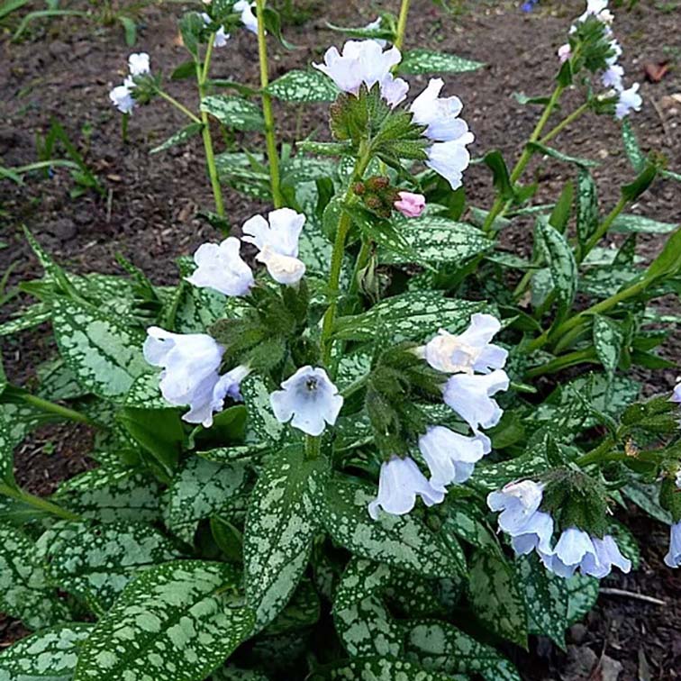 Pulmonaria Mrs.Kittle