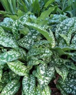 Медуница гибридная “Миссис Киттл”