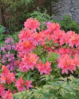 Рододендрон Костера