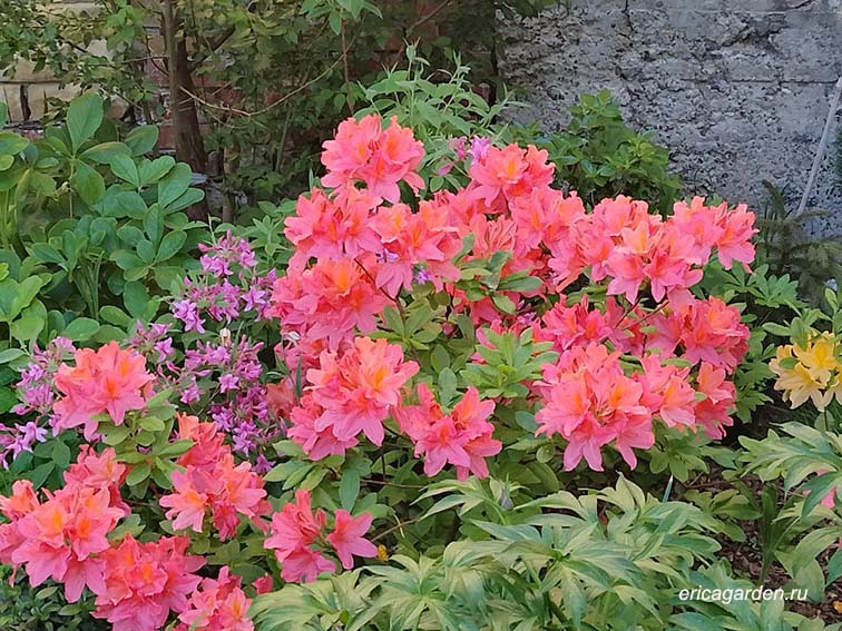 Rhododendron Kosterianum