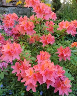 Рододендрон Костера