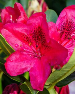 Рододендрон гибридный “Нова Зембла”