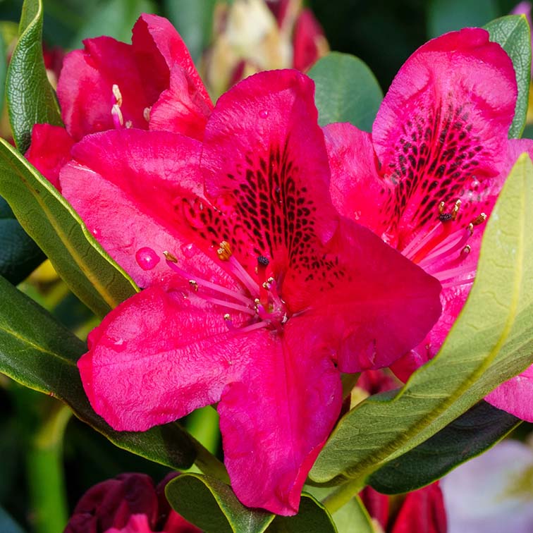 Rhododendron Nova Zembla