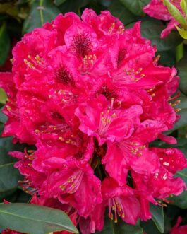 Рододендрон гибридный “Нова Зембла”