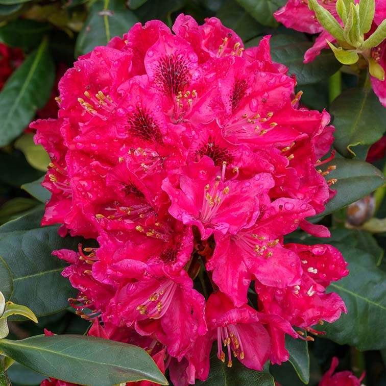 Rhododendron Nova Zembla