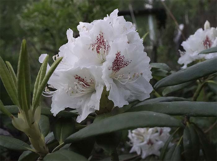 Rhododendron 'P.M.A. Tigerstedt'