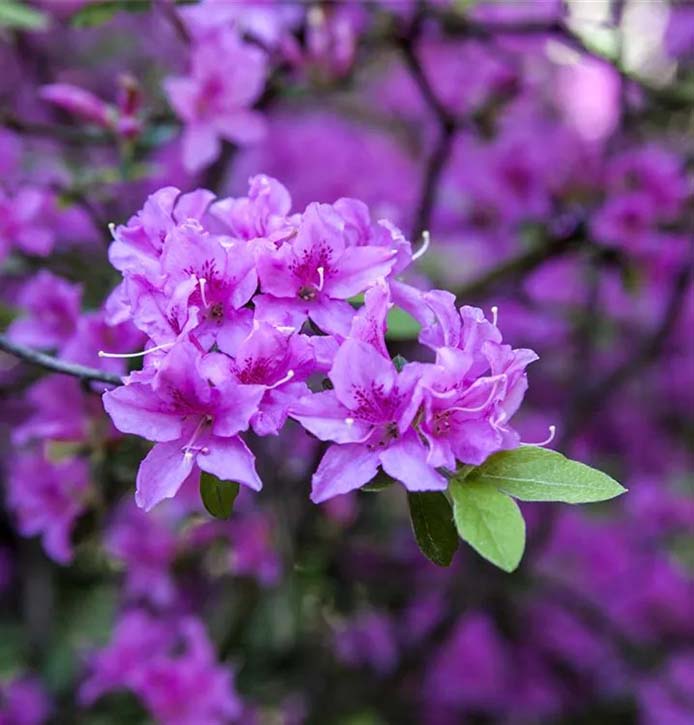 Rhododendron-Praecox