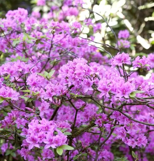 Rhododendron-Praecox