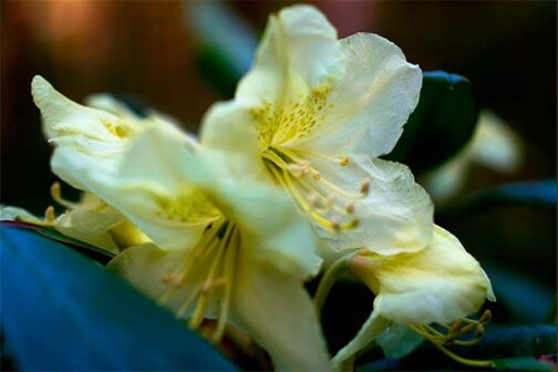 Rhododendron aureum var. hypopitys