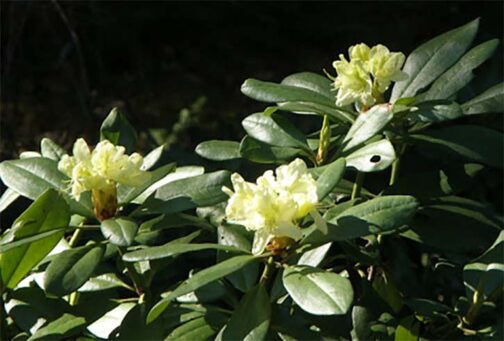 Rhododendron aureum var. hypopitys