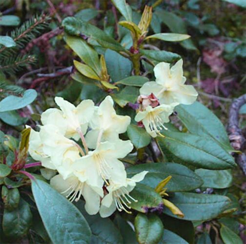 Rhododendron aureum var. hypopitys