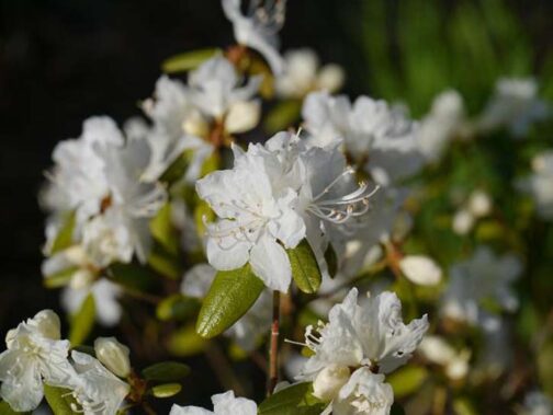 Rhododendron dauricum album