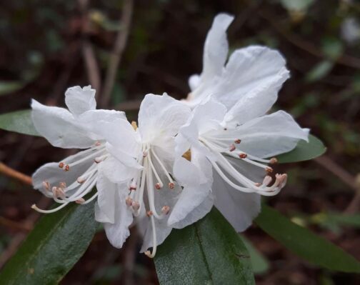 Rhododendron dauricum album