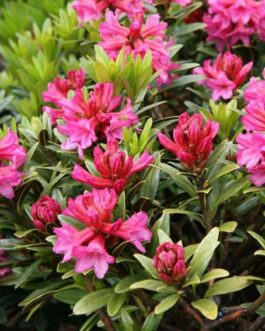 Рододендрон ржавый