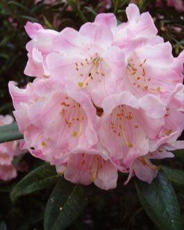 Рододендрон замечательный