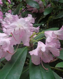 Рододендрон замечательный